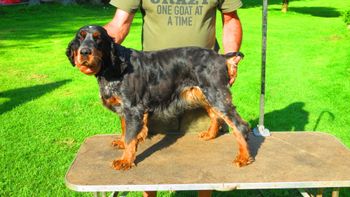 $1500 as pet only, $3000 with breeding rights. Please contact me for more information.
