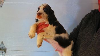 liver tri boy - $1300 plus HST
