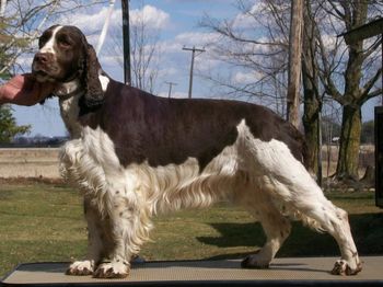 Zita - retired - born May 25. 2008 Mother of Victoria, Bella, Cita and Nora. Coming from Sweden, excellent blood lines - free of displasia, eye problems, great health and temperaments. Her mother is a 33 times international dog show winner. Proven in field work. Springers from Sweden have amazing reputation
