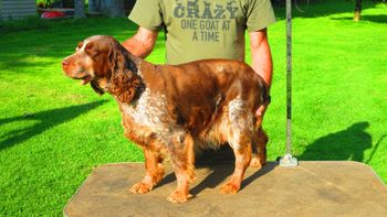 Princess, 7 years old, healthy, loving - looking for forever family.
