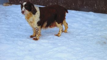 Ajka is retiring, looking for new family where she can enjoy years to come. Please contact me for more information
