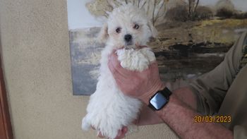 born April 15. 2023  - ready to go in mid June - females available
