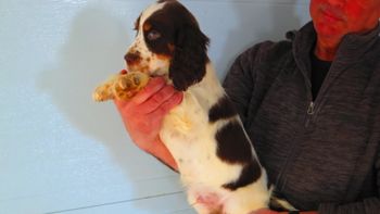 liver tri male - $1000

