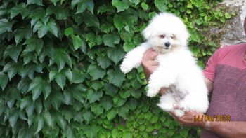 born April 15. 2023  - ready to go, fully vaccinated - females available
