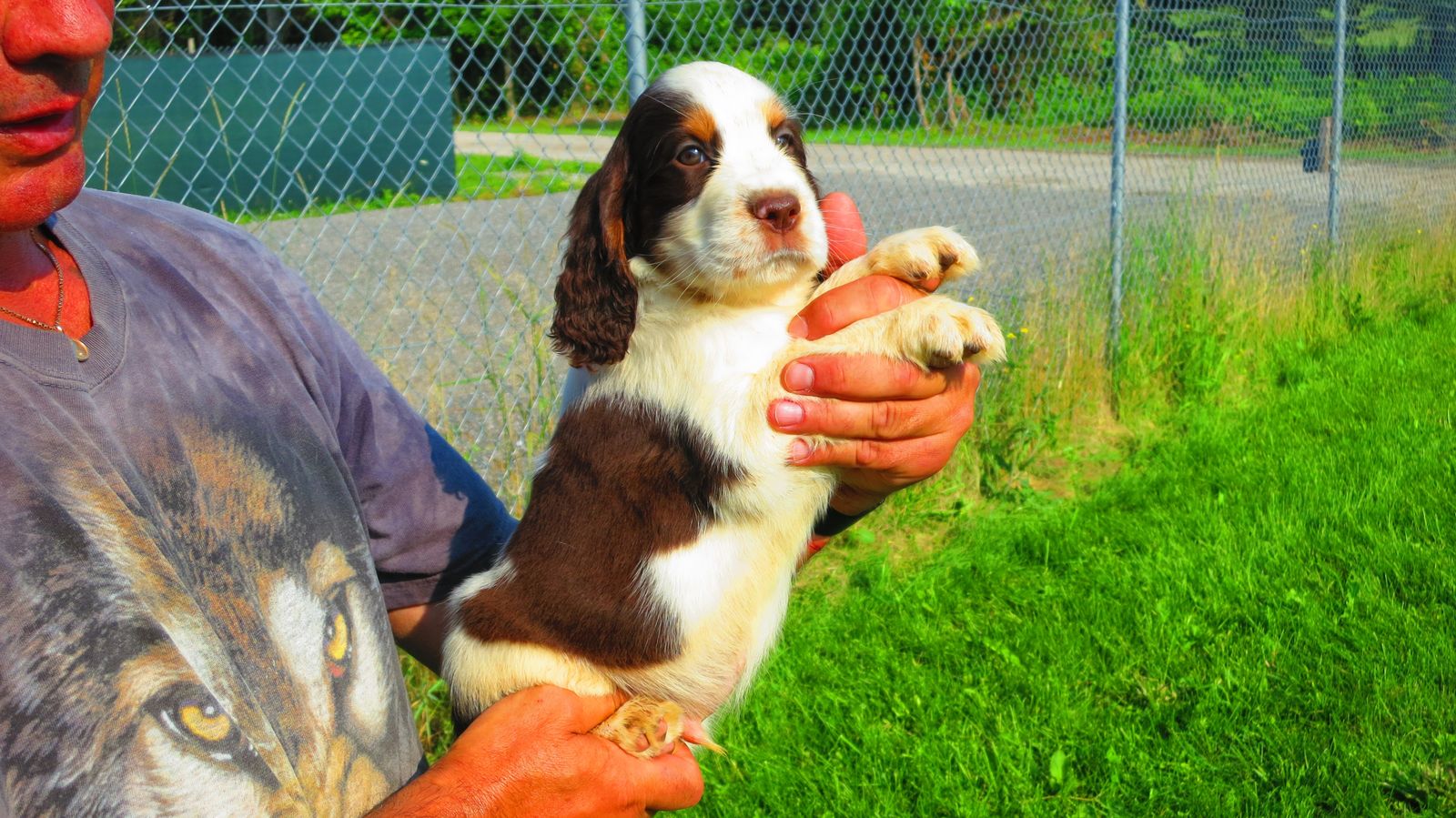 Roman Kennels For Sale