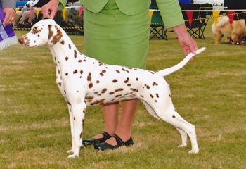 CH Cristabo Heavenz Wispa "Hera" (ex CH Cristabo Star Attraxion by NZ CH Toots Zee Devil at Cristabo (imp NWY) Click here to go to her page  Ruby is proudly owned and shown by Bronwen Munro in Blenheim
