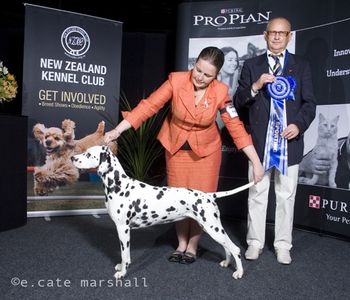 Medo, Best of Breed and Runner-up Best in Group, 2008 National Dog Show (Sept 08)
