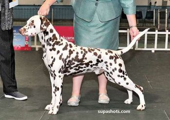 GR CH & Spec GR CH BIS/BISS CH Cristabo Xmas Cracka "Cracka" (ex CH Cristabo Star Attraxion by NZ CH Toots Zee Devil at Cristabo NWY) Click here to go to his page
