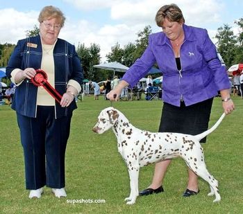 Coco in March 2008. Best of Group (Group 1) and Runner-up Best In Show, Judge: Anne Hennigan (Canada)
