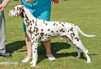 RBISS CH Cristabo Electrical Storm "Phoenix" (ex RBISS CH Cristabo Beltaine Fire by CH Cristabo Reach For Starz) Phoenix made a promising debut into the show ring.  He was awarded Reserve Best in Show at our Dalmatian Specialty Champ show from the puppy class (just like his mother) and followed this up with a Best Puppy In Show (All Breeds Champ Show) and Best Puppy In Show (2008 Dalmatian Specialty Show).  He gained enough points for his champ title before turning 12mths and qualified for the Supreme Puppy of the Year competition (in both the North and South Island).
