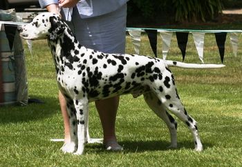 CH Cristabo Starlite Express "West" (ex CH Cristabo StarAttraxion by GR CH Kavaletto of Kahryzma) Click here to go to his page

