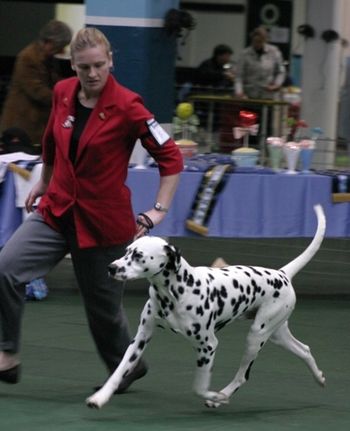 CH Cristabo Blazing Spirit owned by Julie Peck (out of CH Cristabo Beltaine Fire).
