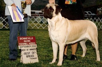 Ch.Lamars Tessa of Highlander Ch.La'Paws Drake of Diamondhead X Ch.Lamars Mah-Velous Magdelenda Owned by Steph & Allen Howells
