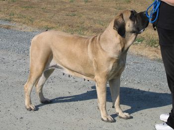 Ch.Lamars Pardon My French "Rendee ' " Sire: Ch.Lamars Claudius Optimus Dam: Ch.Lamars Molly Dolly britstar
