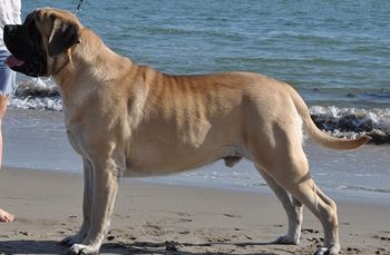 Chapar at the Beach in Ventura 20 months old
