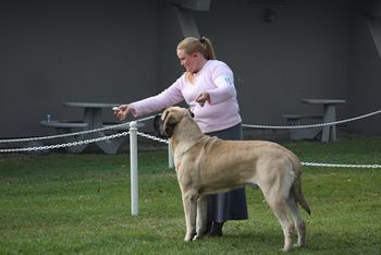 Ch.Lamars You Talkin Bout Me "Brodie" 17 months old Sire Ch. Acornhills Rainbows End "Muldoon" Dam. Ch.Lamars Pardon my French "Rendee" Handled by Kelly HACKLER
