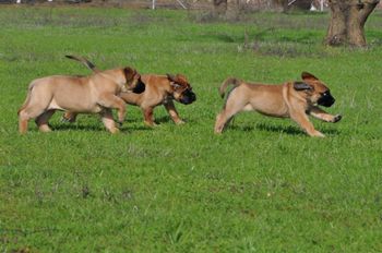 My newest litter of al apricots. Watch for these kids in the ring this year. Out of Gch. Lamars You are in My Heart J.J. and GchS Southports Oh Danny Boy
