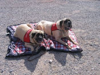 From left to right Katinka & Mufasa. Mufasa is a rescued JJ son that I placed with Lorna Gilroy in Las Vegas Katinka is a Molly daughter out of Drake sister to Sophia both dogs are certified Therapy dogs Katinka even has a CD she got in ONE weekend. This shows what a Mastiff can be with the proper socialization and training Lorna is one dedicated pet owner. THANK you for giving my kids such a wonderful home
