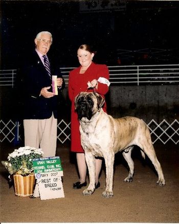"Jimmy" swept the Utah 4 day circuit many thanks to judges Chuck Trotter , Mr Gary Basset, Keke Kahn, and Dani Canino for giving Jimmy Best of Breed.
