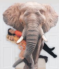 Authentic You: Elephant in the Room - Byron Shire: a comedy masterclass in Funny Business
