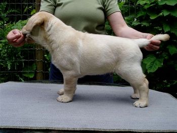 Baby Joey - Week 7 photo courtesy of my Breeder
