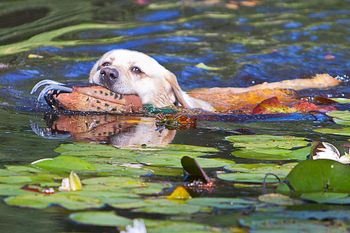 Beaver Lake Retriever Ponds Photo by Chantal Jacques
