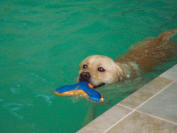 Joey loves the Pool - K9 Fit Fur Fun ... Thanks Cory and Kathy
