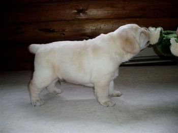 Baby Joey approx 5 wks. photo courtesy of my Breeder
