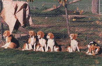 Kebolee Hounds at rest
