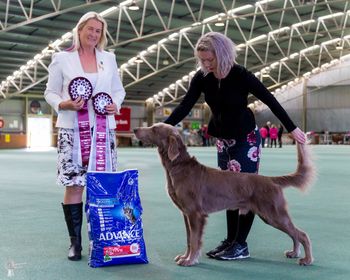 Aust Bred in Show
