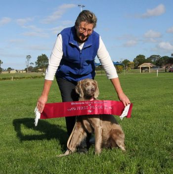 Highest Scoring Weimaraner (Longhair) In Trial - AM
