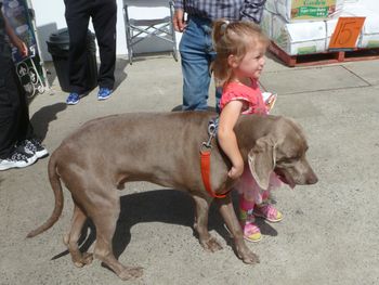 Cruzie getting a cuddle from Sue's grand-daughter...
