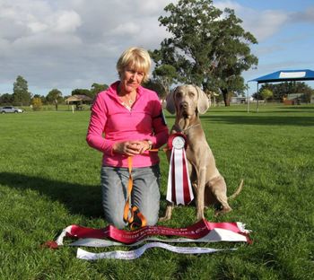 Highest Scoring Weimaraner In Trial - PM
