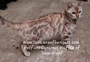 Hotfuzz Caramel Waffle of Towanreef
Click on above picture to enter page 