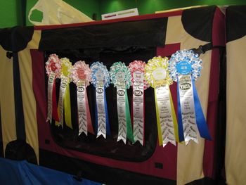 Fearghus rosettes at the Peterborough Ragtime show June 2012
