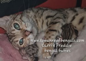 Towanreef Carbon Copy  (Carri) x Towanreef One Vision (Freddie) 
Bengal kittens
All reserved