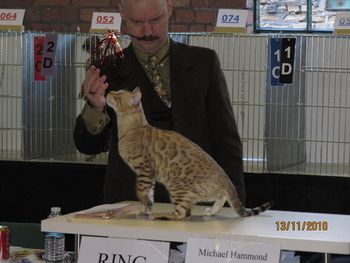 Hamish at his first kitten show where he achieved SIX finals. Well done Hamish
