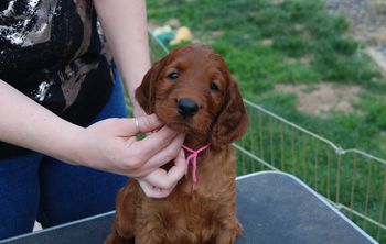 Pink girl at 6 wks.
