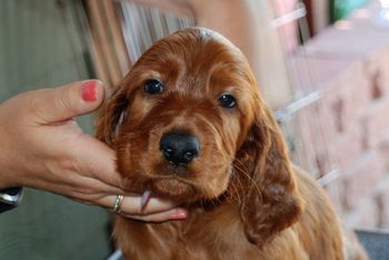 Purple girl at 6 weeks.
