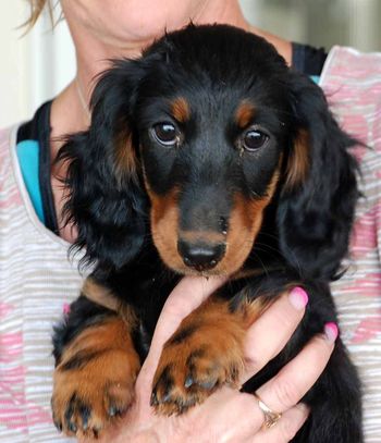 Headshot at 12 weeks old.
