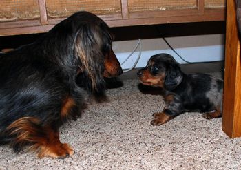 Jersey and the little boy playing - it was so cute!
