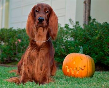 Trevor at halloween (Oct. 2008).
