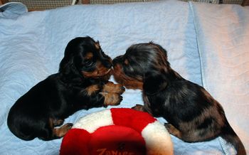 Puppies at 29 days old.
