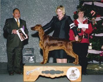 "Carrigan" Huntersglen Bring It On Galewinns Owners: Kim & Tim Kleinschmidt & Pam Gale Shown here taking a Puppy Group 2 at one of his first shows!
