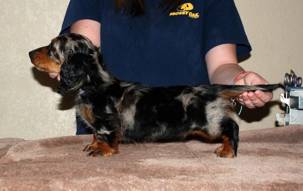 Gold dust hot sale miniature dachshunds