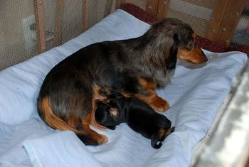 Puppy is 18 days old here and look how big she is. Her eyes are open and she is trying to get up on her feet and get around. She is soooo cute - it is hard to leave her to go to work!
