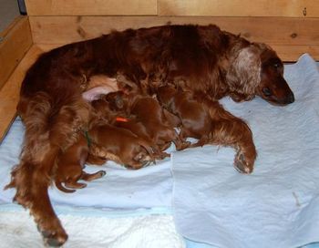 The puppies are 8 days old today. Just look how much bigger they are than last week!
