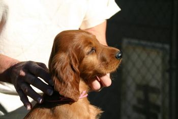 Pink girl 7 weeks old
