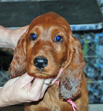 Pink girl head shot at 8.5 weeks old.
