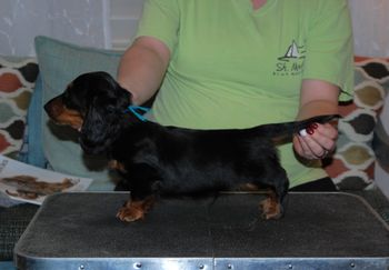 Blue boy at 9 weeks old.
